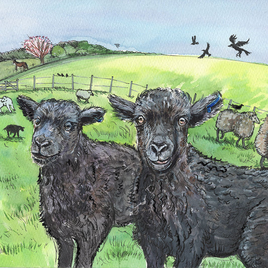 472 Black Sheep - A4 Print