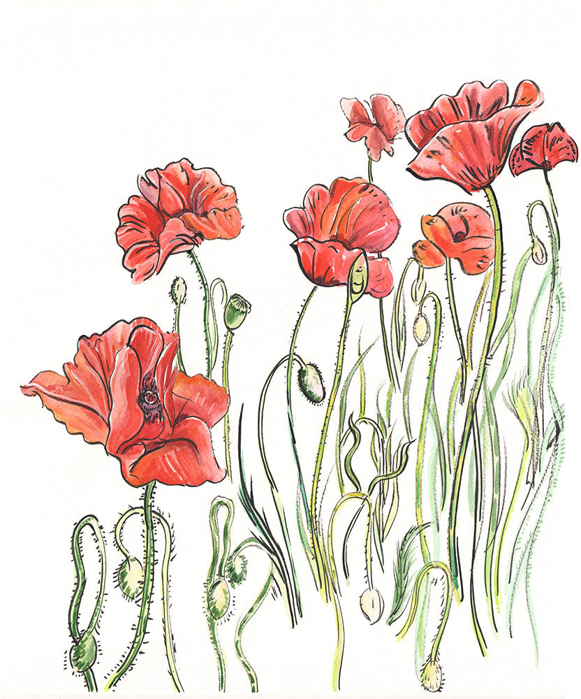 519 Poppies cut to white - 16 x 20 inch Print