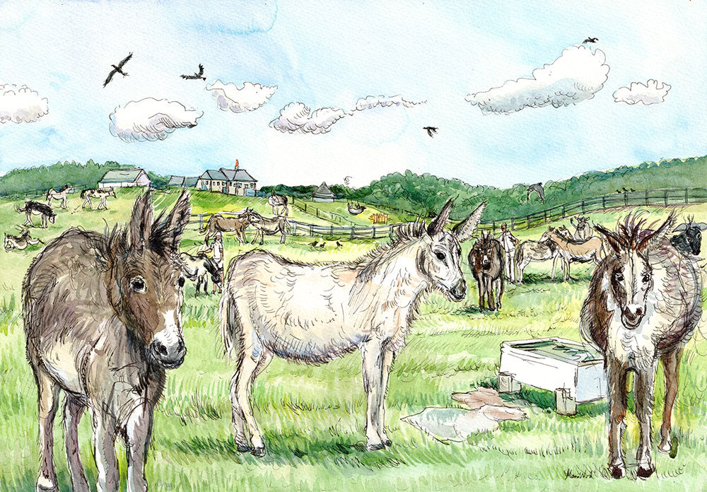 538 Peaceful Donkeys