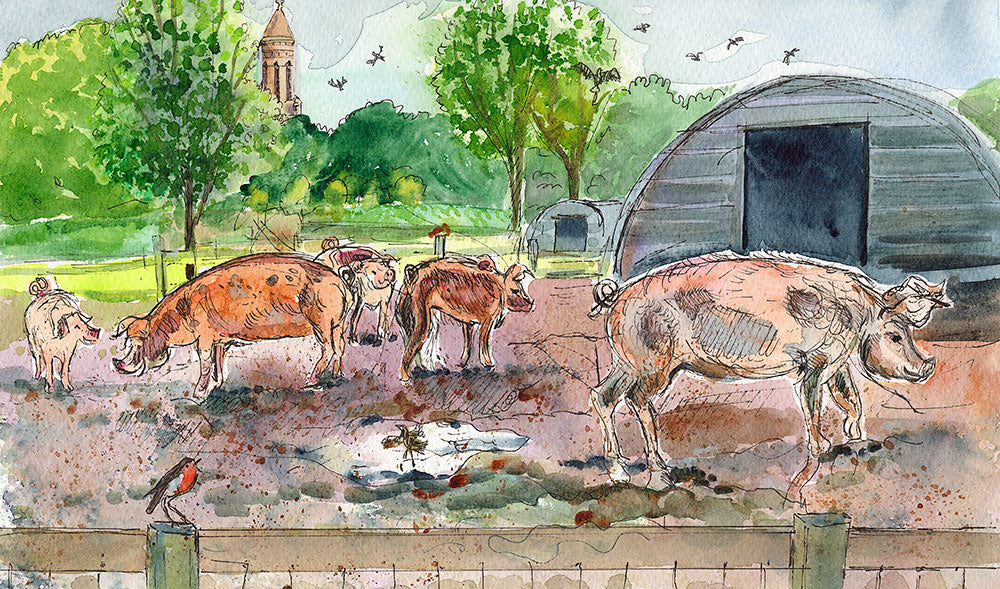 514 Pigs at Quarr Abbey - A4 Print