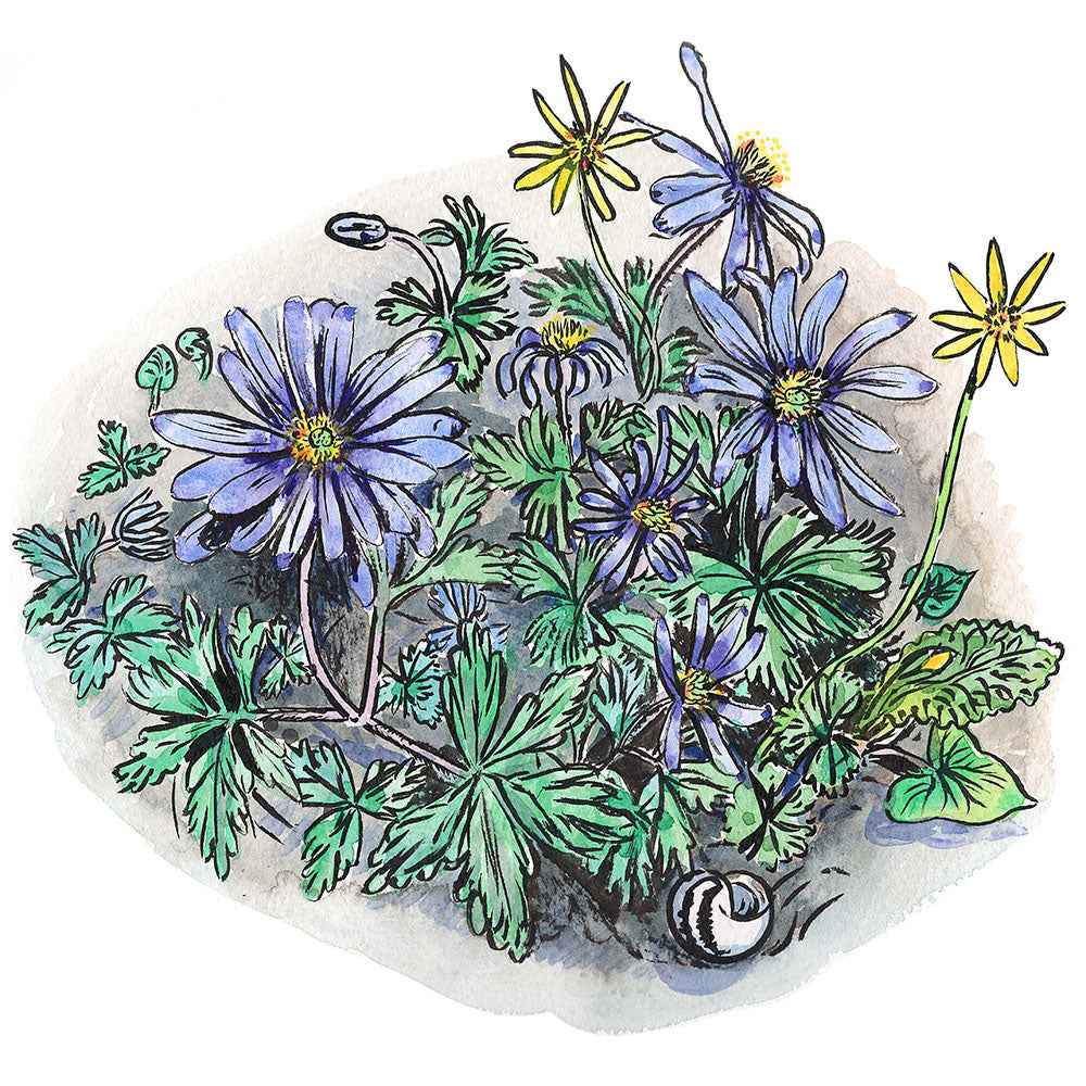 Spring anemones - print 30x30cm