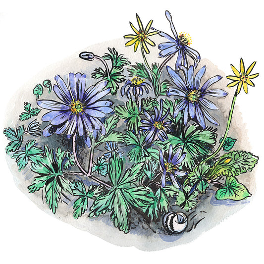 Spring anemones - print 30x30cm