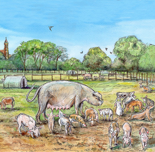 437 Quarr Abbey Pigs
