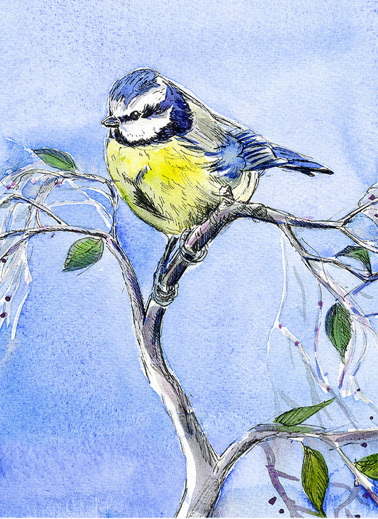 267 - Blue tit