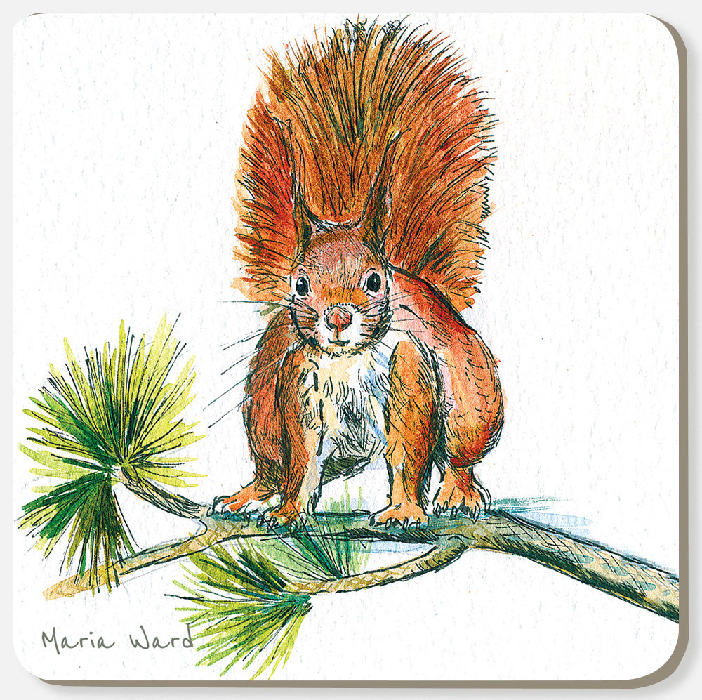 197 Cheeky red squirrel - Coaster