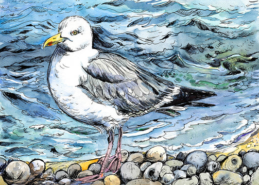 401 Freshwater Bay Gull