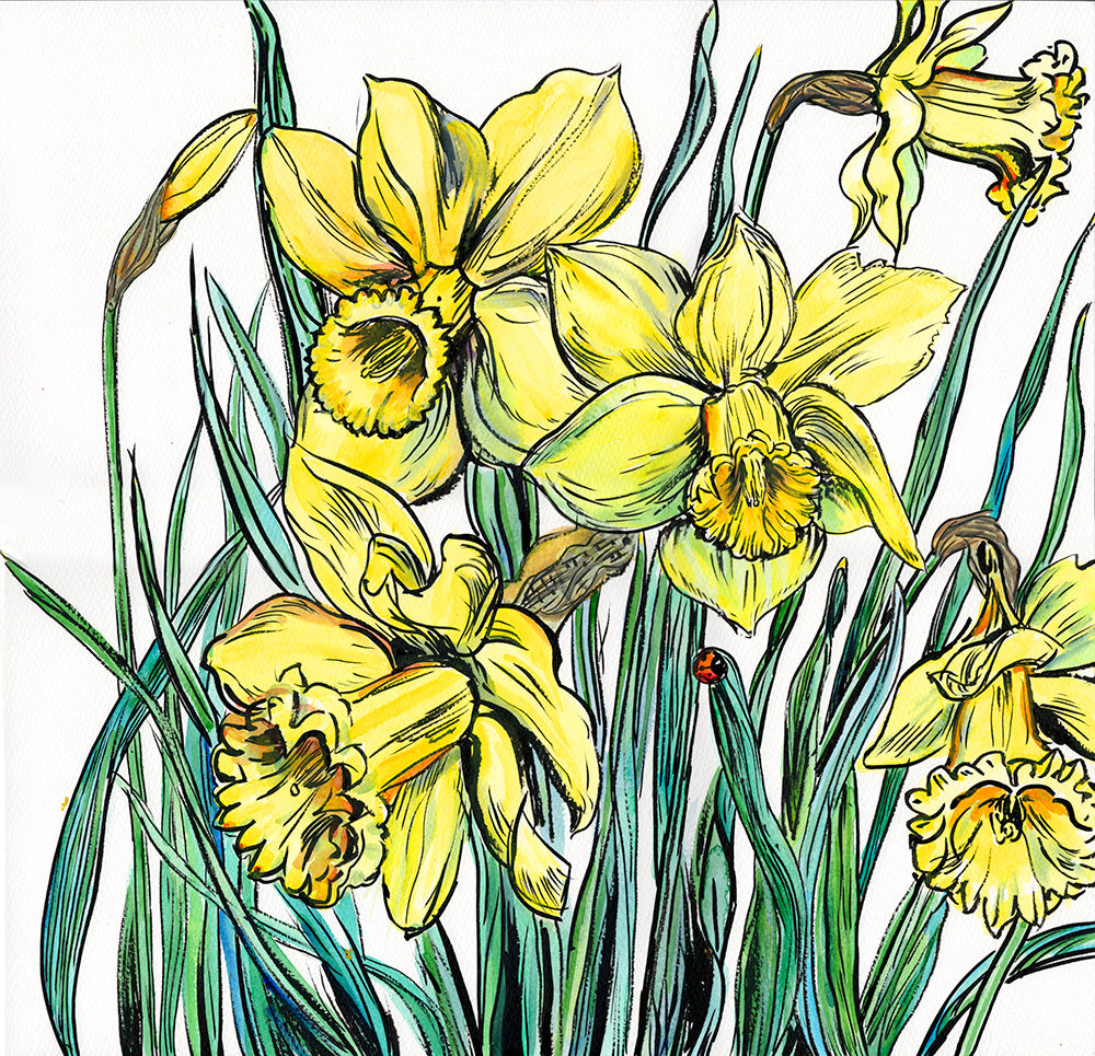 474 - Spring Daffodils - print 30x30cm