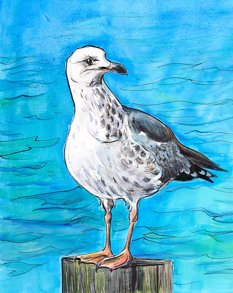 486b - Juvenile herring gull