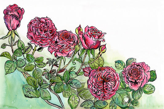 491 - Roses - A4 Giclée print