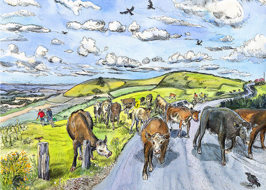 430 - Cows on the move on St Boniface Downs, Ventnor image 0