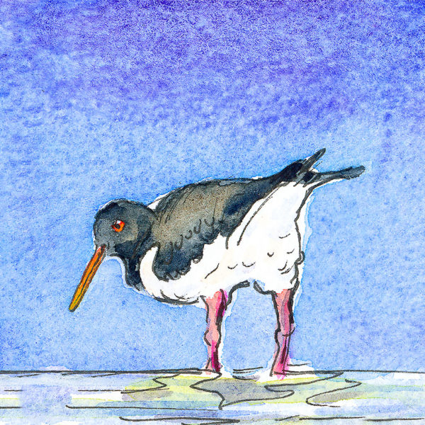 Oystercatcher with a blue background.