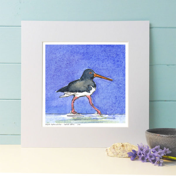 Oystercatcher with a blue background.