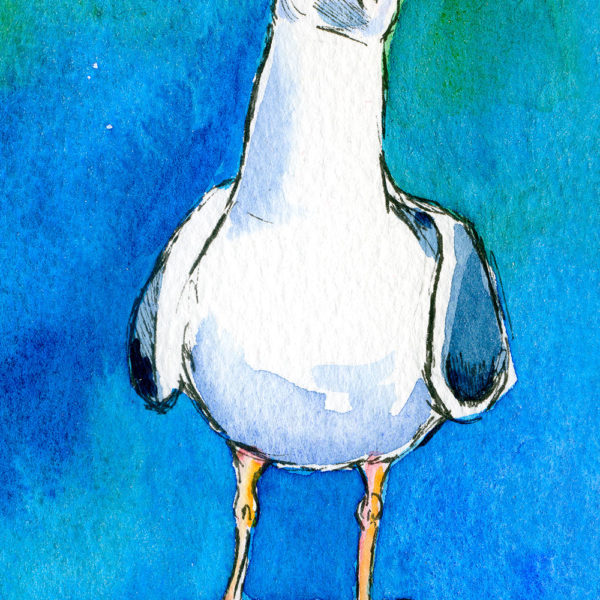 Sentry seagull staring at you accusingly with a blue background