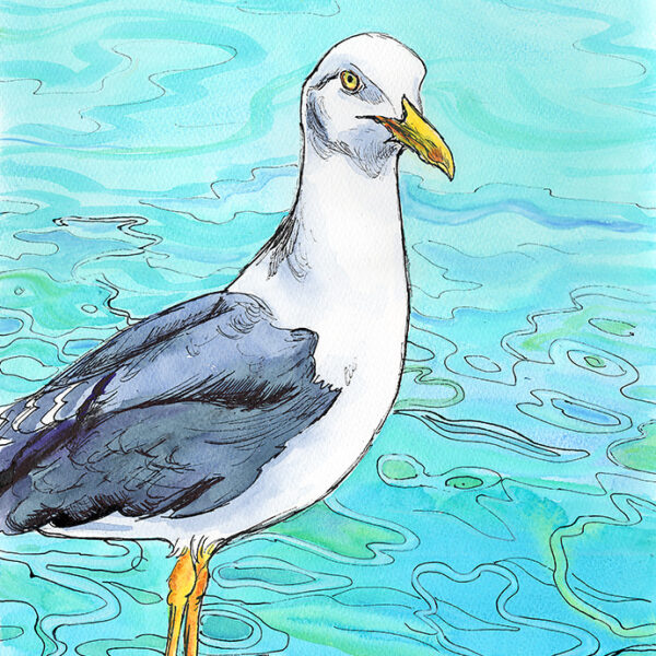 painting of a herring gull