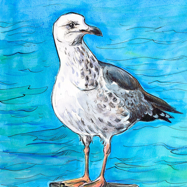 painting of a juvenile herring gull